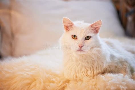 White Cat Lying On The Bed Thick Fluffy And Important Stock Photo