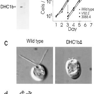 Ultrastructure Of Dhc 1b Deletion Mutant Flagella In Wild Type Cells