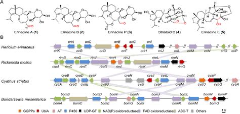 Figure 1 From Reconstitution Of Biosynthetic Pathway For Mushroom