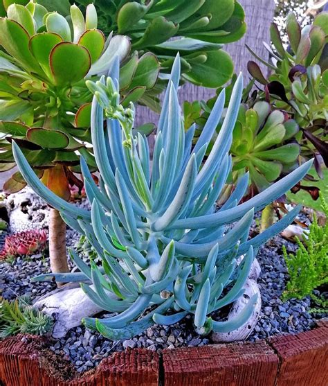 Succulent Outdoor Plants Uk