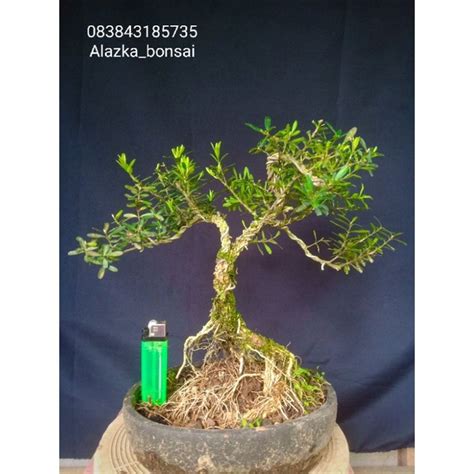 Jual Bonsai Boxus Shopee Indonesia