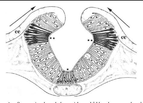 Figure 6 from Embryology of neural tube development. - Semantic Scholar