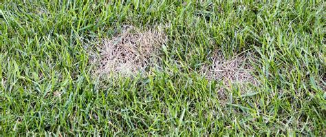 What Are Chinch Bugs And What Should You Do If They Infest Your Lawn Weedex Lawn Care