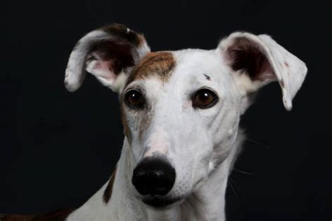 Whippet Jack Russell Mix: Understanding Their Temperament