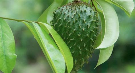 Dried Soursop Leaves 100 Organic Ceylon Product Soursop Etsy