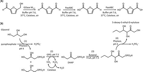 Development Of Heterogeneous Enzymatic Cascades With A Case Study For A