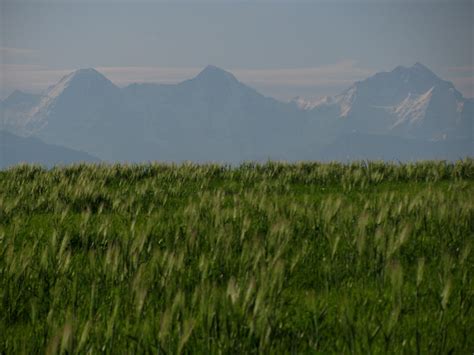 Eiger M Nch Jungfrau Kornfeld Kanton Bern Schwei Flickr