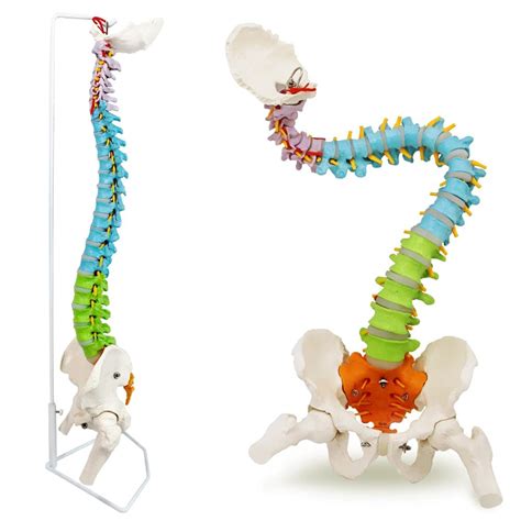 Buy Uigjiog Life Size Vertebral Column Spine Model Cm Flexible Spinal