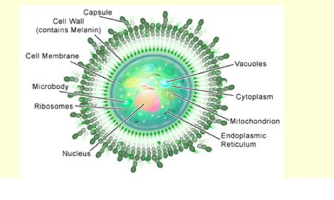 Antifungals Test 2 Flashcards Quizlet