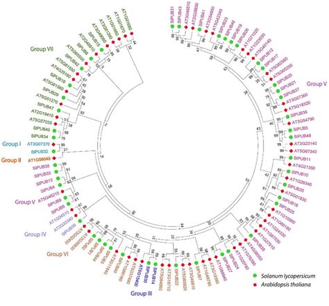 Phylogenetic Relationships Of The PUB Genes Between Tomato And