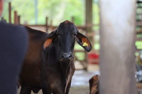 Em Guias De Tr Nsito Emitidas Pela Adaf Viabilizaram A