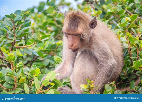 Leuke Aap In Een Boom Die Groene Bladeren Eten Stock Foto Image Of