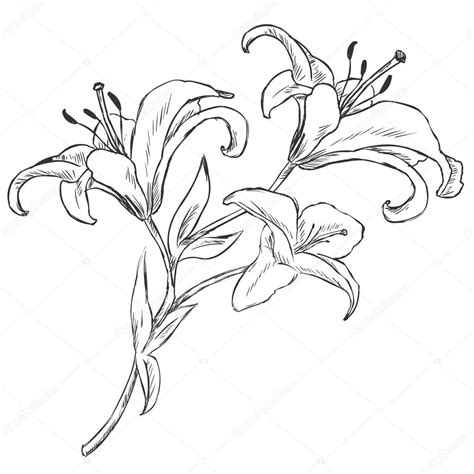 Vector Sketch Illustration Lily Stock Vector Image By ©nikiteev 40890975