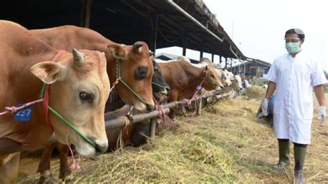 Mana Yang Lebih Afdlal Kurban Hewan Jantan Atau Betina Nu Online Jatim