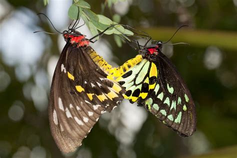 Reproducción De La Mariposa Imagen de archivo Imagen de mariposa