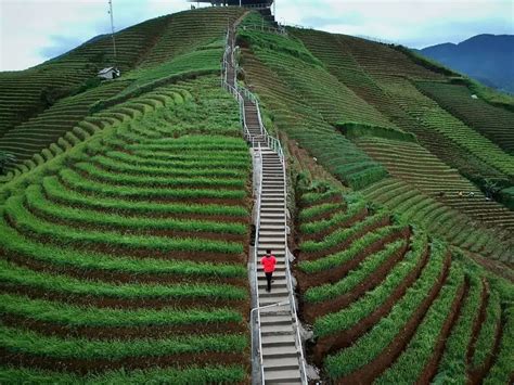 Pesona Terasering Panyaweuyan Permata Tersembunyi Di Majalengka