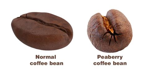 What Are Peaberry Coffee Beans? Getting To Know This Tanzanian Gem ...