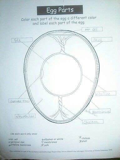 Parts of the egg ws | Words, Pie chart, Labels