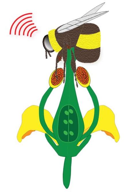 Bee Pollination Diagram