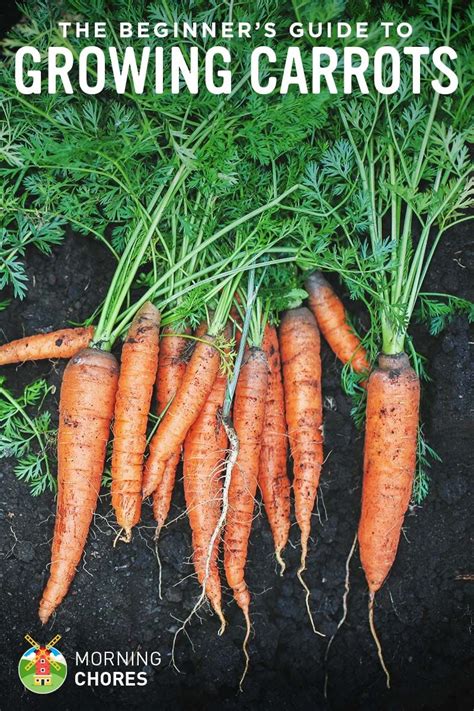 Growing Carrots The Beginners Guide To Raising An Amazing Crop Of Carrots Growing Carrots