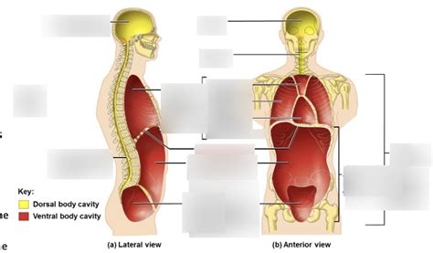 Body Cavities Diagram Quizlet