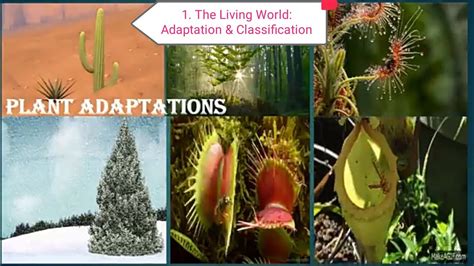 The Living World Adaptations And Classification Plant