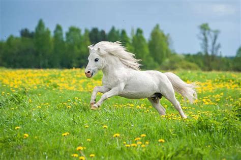 The 21 Surprising Horse Breeds Used For Racing - A-Z Animals