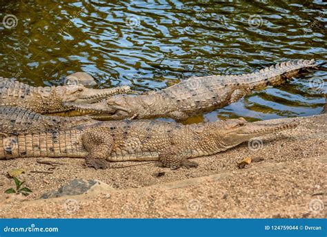 Australian Crocodiles in Queensland, Australia Stock Photo - Image of ...