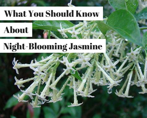 night blooming jasmine planting ideas  care tips