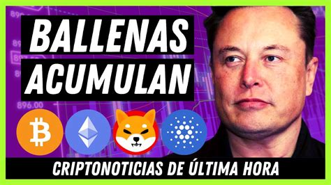 🚨 Noticias Criptomonedas Hoy 👉 Sigue La Sangre Bitcoin Shiba Inu