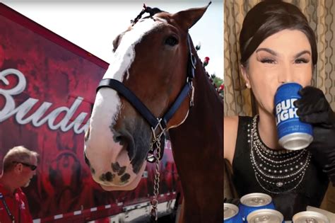 World-famous Budweiser Clydesdales cancels upcoming shows, citing ...