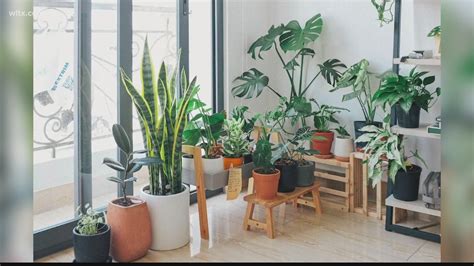 A new study finds indoor plants can improve our air quality | wltx.com