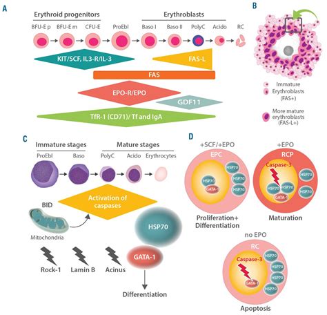 Normal And Pathological Erythropoiesis In Adults From Gene Regulation