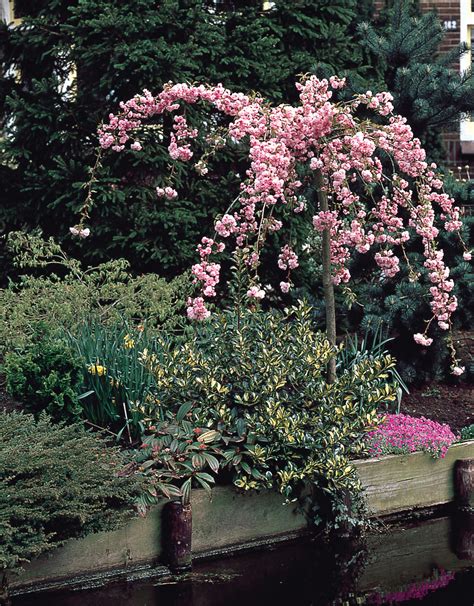 Buy Prunus Kiku Shidare Zakura J Parker Dutch Bulbs