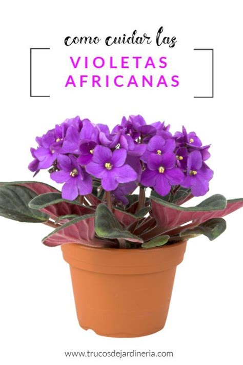 Como Cuidar La Violeta Africana Artofit