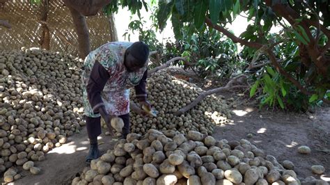 Production De Pomme De Terre Dans Le Nord Les Objectifs De L