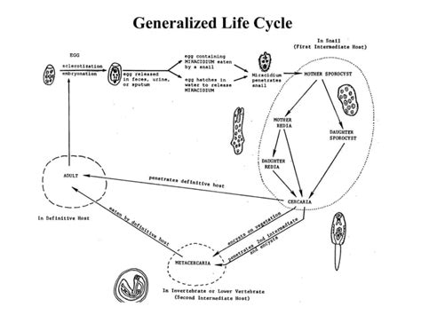 Trematode Life Cycles | PPT