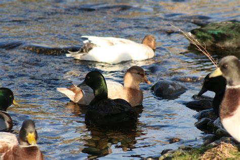 Pastel Call Ducks — Duck Creek Farm