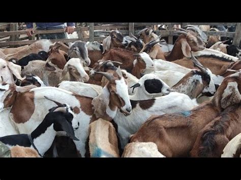 Feira Do Bode E Carneiro De Campina Grande Pb Youtube