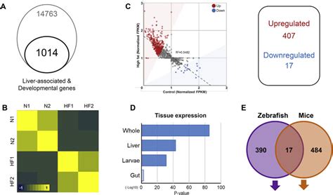 Changes In The Transcriptomic Profile Of Zebrafish Fed With High Fat