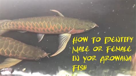 Sex Of Arowana Fish Youtube