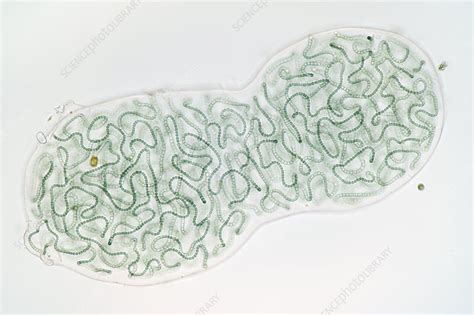 Nostoc cyanobacteria, light micrograph - Stock Image - C033/8027 ...