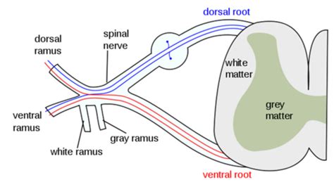 Nervous System Microanatomy Terms Definitions Lab Flashcards