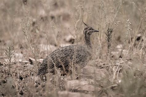 Premium Photo Elegant Crested Tinamou Eudromia Elegans Pampas