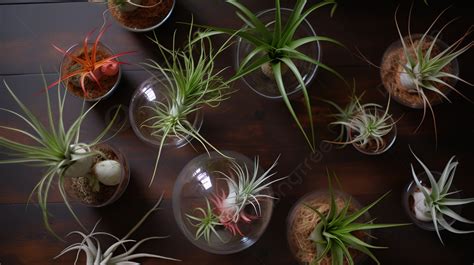 Large Array Of Some Different Air Plants In A Glass Bowl Background