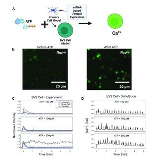 A Schematic Of Atp Induced Ca Transients In Bv Cell Simulations