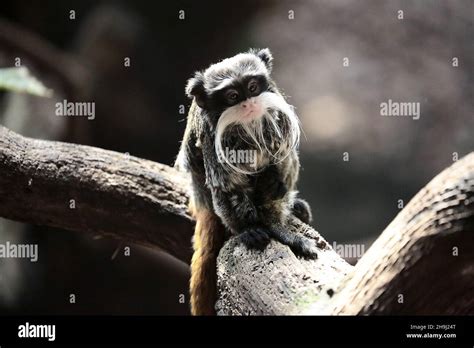 Emperor Tamarins In The Tropical Forest Enclosure Of London Zoo Stock