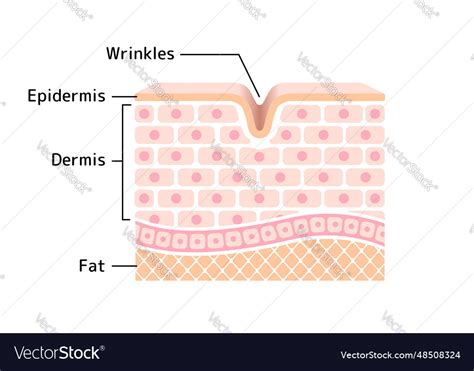 Cross Section Of Wrinkled Skin Royalty Free Vector Image