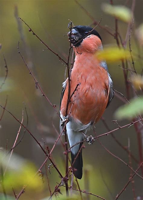 Alan James Photography Focus On Bullfinch