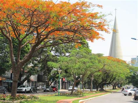 Tempo em Maringá na segunda feira 12 de fevereiro Hojemais de Maringá PR